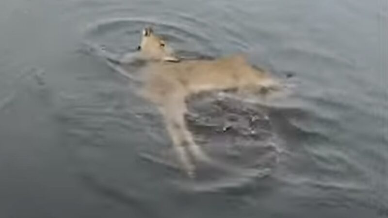 Men Save Young Deer From Icy Lake in Touching Rescue Story