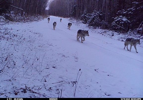 Michigan DNR seeking public’s help with northern Lower Peninsula wolf survey – Outdoor News