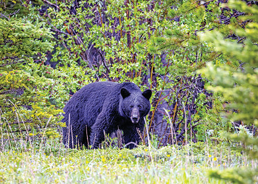 Michigan Natural Resources Commission mulls changes to bear hunt, raising concerns with some – Outdoor News