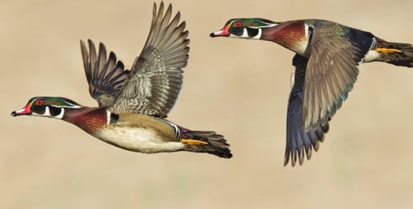 Minnesota DNR: Action plans outline habitat strategies for ducks, pheasants – Outdoor News