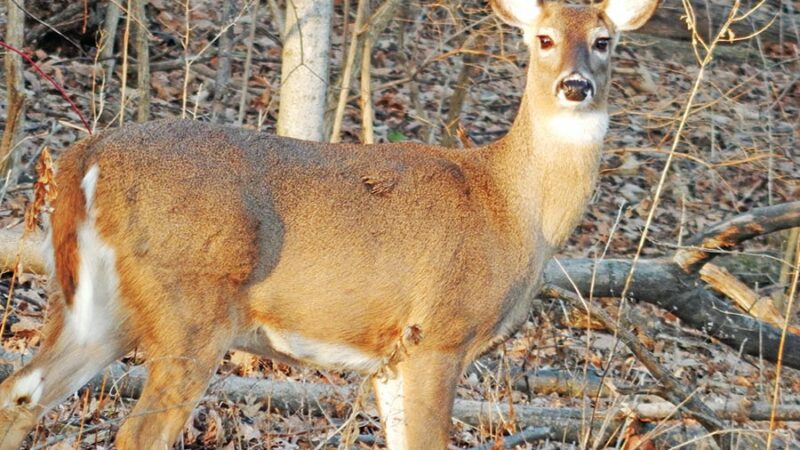 Minnesota DNR’s CWD culling footprint is smaller this year – Outdoor News