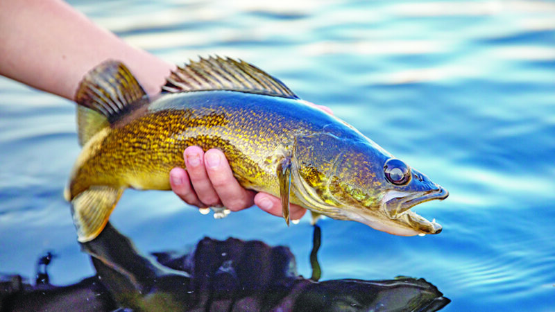 MN Daily Update: New DNR proposals designed to decrease hooking mortality – Outdoor News