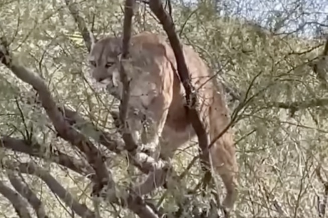 Mountain Lion Hunts Javelina From a Tree in Arizona Parking Lot