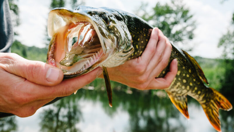 Muskie vs Pike: Which Is the Top Game Fish?