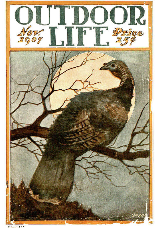 An old Outdoor Life cover featuring a turkey on its roost.