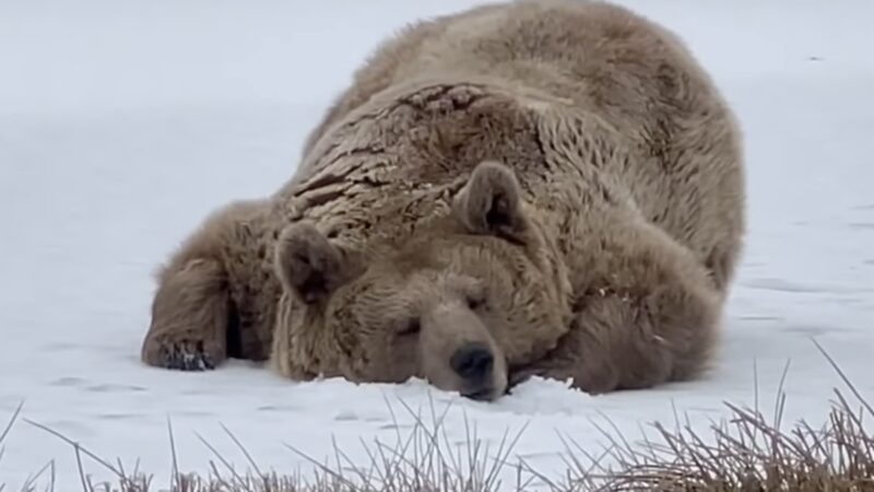 ‘Nature’s Most Skilled Napper’: Lazy Bear Lies Down, Licks Snow