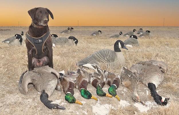 Nebraska provides exciting winter waterfowling action – Outdoor News