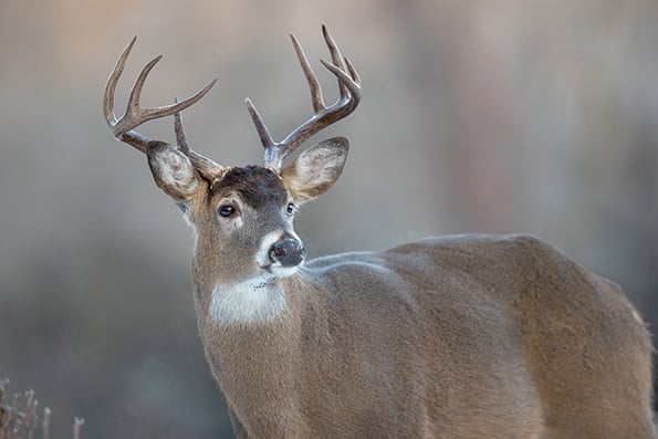 New deer hunting regulations in Ohio to be laid out soon – Outdoor News