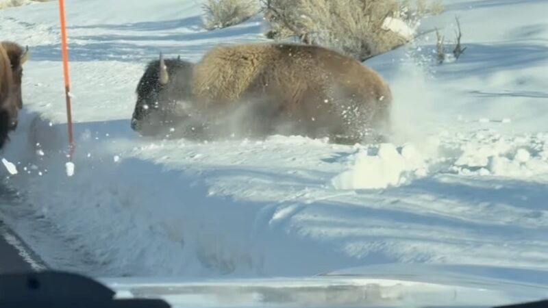 ‘Nope!’ Bison Plays in Snow, Then Changes Its Mind Immediately