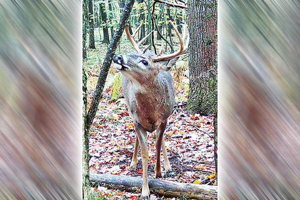 Oak Duke: Plan ahead for a classic 2025 whitetail rut – Outdoor News