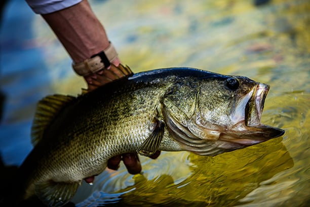 Ohio Bass Fishing Hall of Fame seeks first inductees – Outdoor News