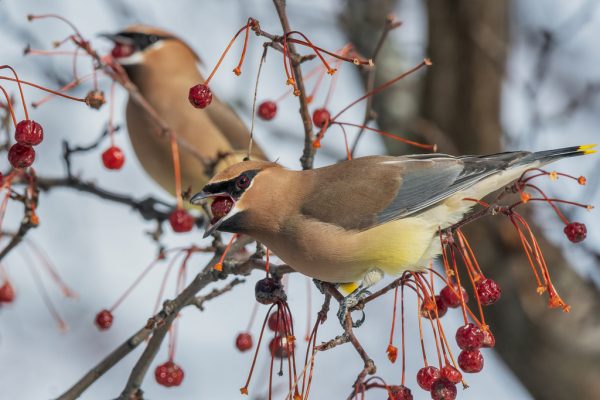 Outdoor Research at the U: Building a Safer Campus For Our Birds