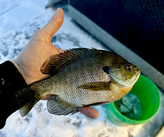 Oxygen levels bump up in some Minnesota lakes, potentially impacting fish – Outdoor News