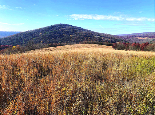 Pheasants Forever adds 119 acres to Pennsylvania state game lands in Schuylkill County – Outdoor News