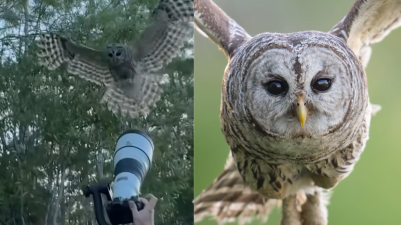 Photographer Gets Perfect Shot But Says ‘Owl Almost Scalped Me’