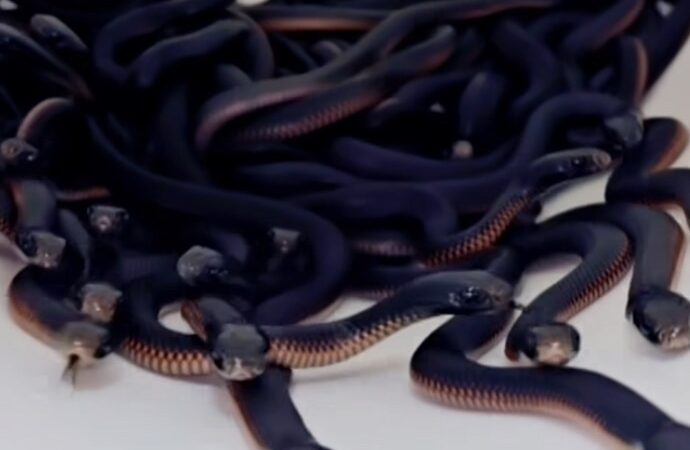 Plot Twist: 102 Venomous Snakes Found in Australian Backyard