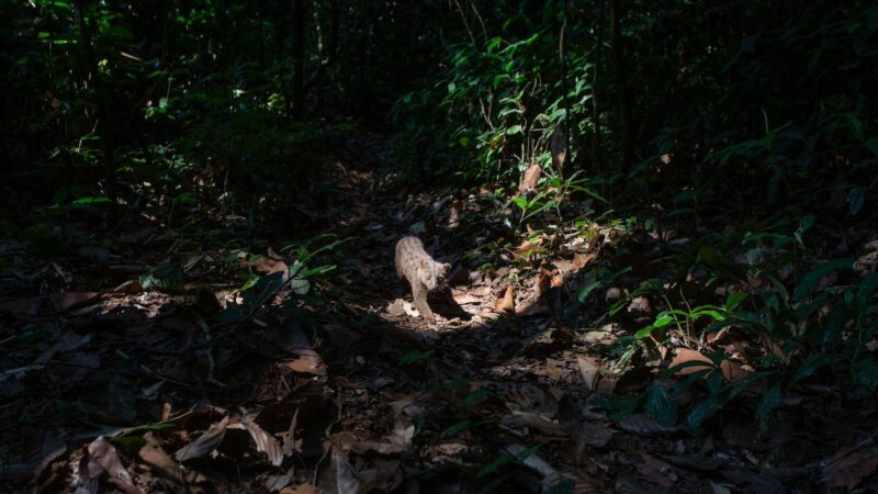 Project Produces High-Res Images of the Rarest Mammals in the Congo