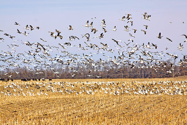 Public access restricted at Pennsylvania’s Middle Creek Wildlife Management Area – Outdoor News