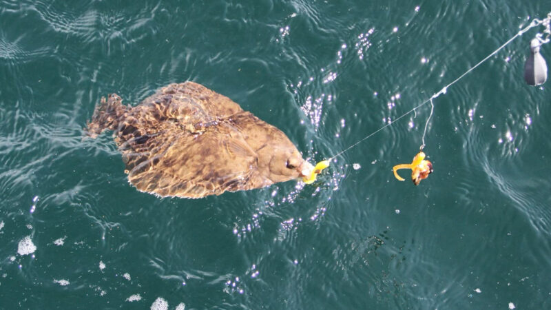 Quick Strike Podcast: The Lost Art of Winter Flounder Fishing