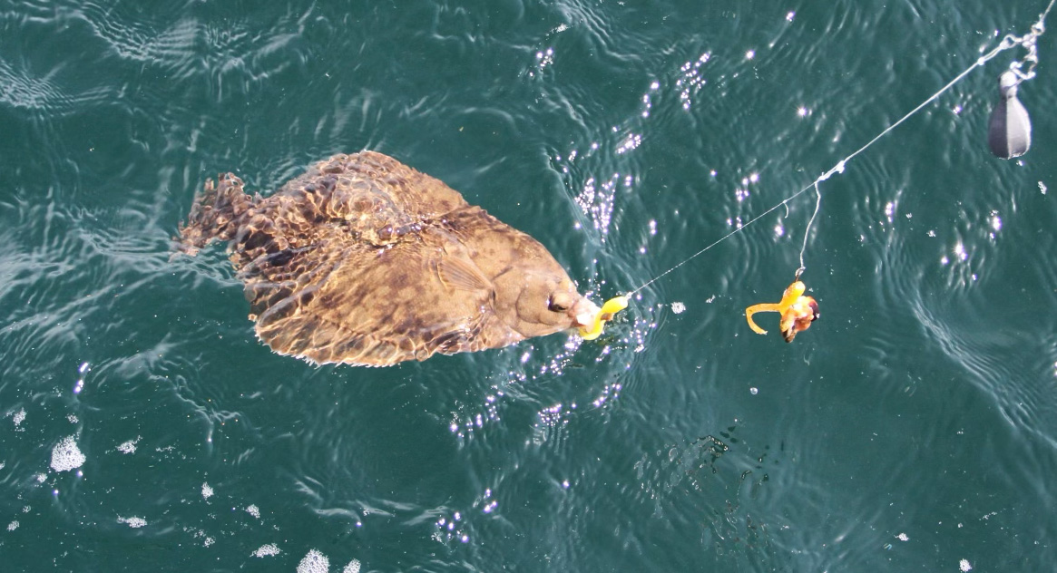 A winter flounder on a hook with a bright yellow grub.