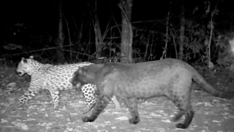 Rare Black Leopard and Her Cub Spotted on Trail Cam (Video)