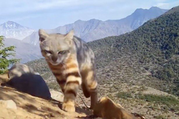 Rare Colocolo Cat Sighting on Trail Cam in Chile