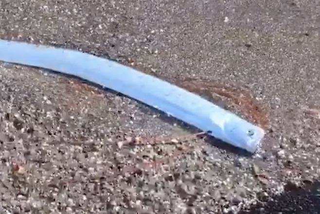 Rare Deep-Sea Fish Swims to Shore (Still Alive!), Man Saves It