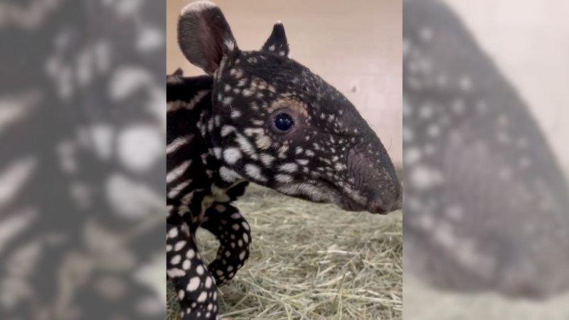 Rare Endangered Tapir Gives Birth to ‘Fuzzy Walking Watermelon’