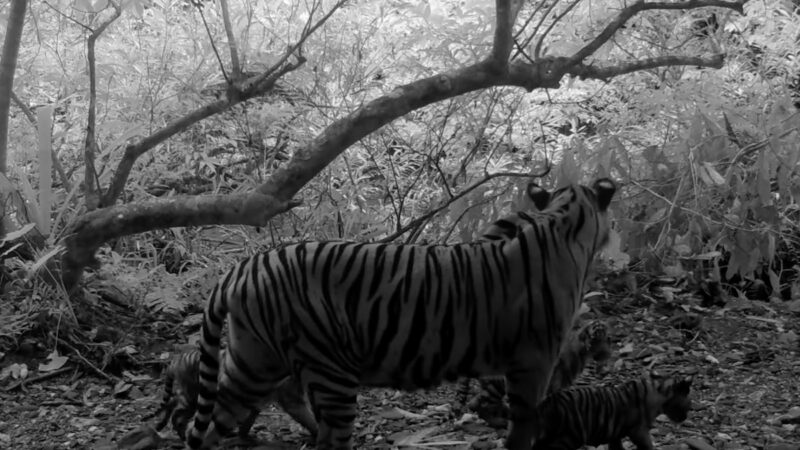 Rare Tiger Cub Triplets Spotted in Thailand National Park