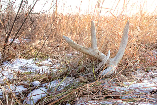 Recipes for a successful shed-hunting season – Outdoor News