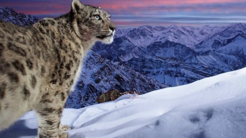 Remote Camera Traps Capture Stunning Snow-Leopard Images