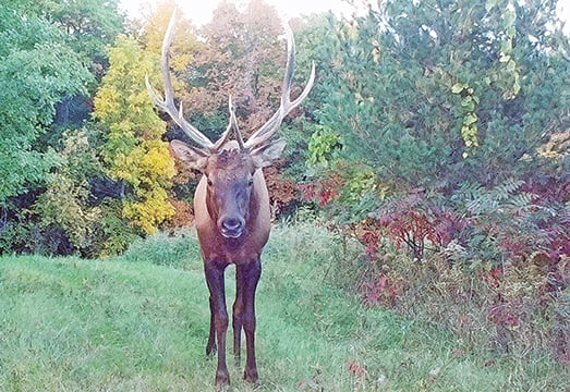 Ryan Rothstein: Minnesota’s ‘other’ deer species making a comeback – Outdoor News