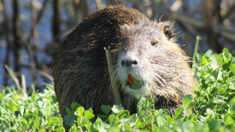 Save a Swamp, Sauté a Nutria: USFWS Wants You to Eat This Animal