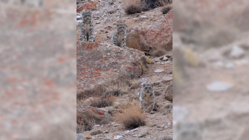 See Breathtaking Footage of a Wild Snow Leopard Family