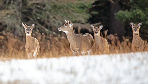 Senators seek rollback of rules for Minnesota deer farms – Outdoor News