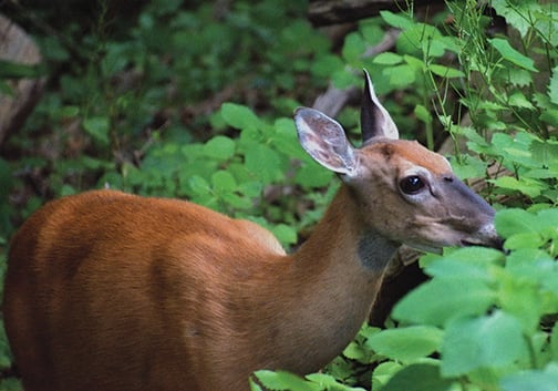 Sharpshooters to cull deer at 2 Pittsburgh parks – Outdoor News