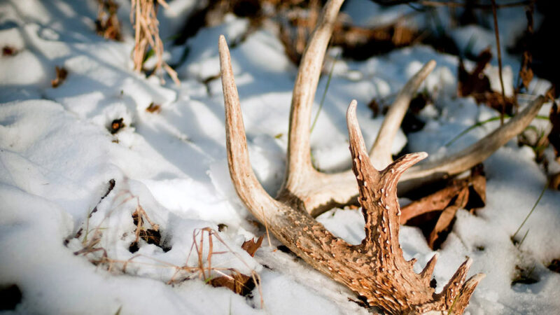 Shed Hunting: Ultimate Guide to Finding Antlers