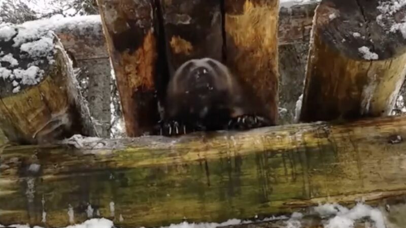 Sound on: Here’s What an American Wolverine Sounds Like