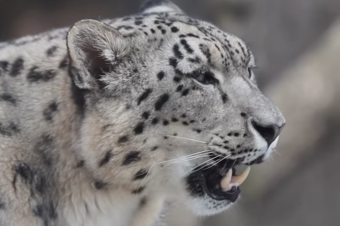 Sound on: Snow Leopards Can’t Roar, But Make This Sound Instead