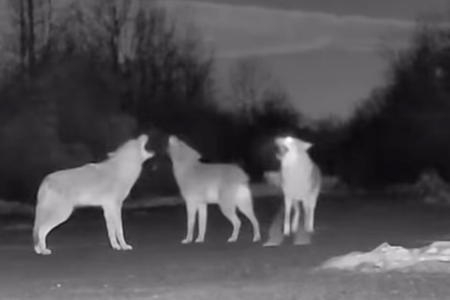 Sound on: Trail Cam Catches Coyotes Having a Screaming Contest