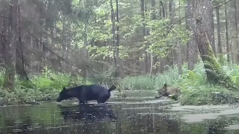 Spotted on Trail Cam: A Pair of Rare Black Wolves in Polish Forest