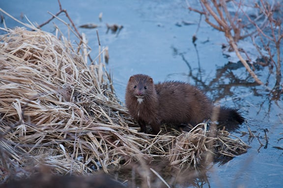 Steve Pollick: A surprise mink sighting joins a chorus of wildlife on the Ohio homestead this winter – Outdoor News