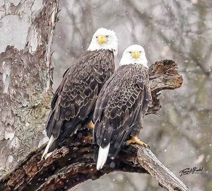 Steve Pollick: Being an Ohio eagle watcher is its own reward – Outdoor News