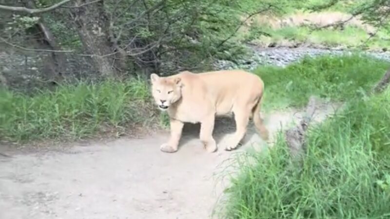 ‘Surprise on the Trail’: Stocky Puma in Patagonia Shocks Hikers