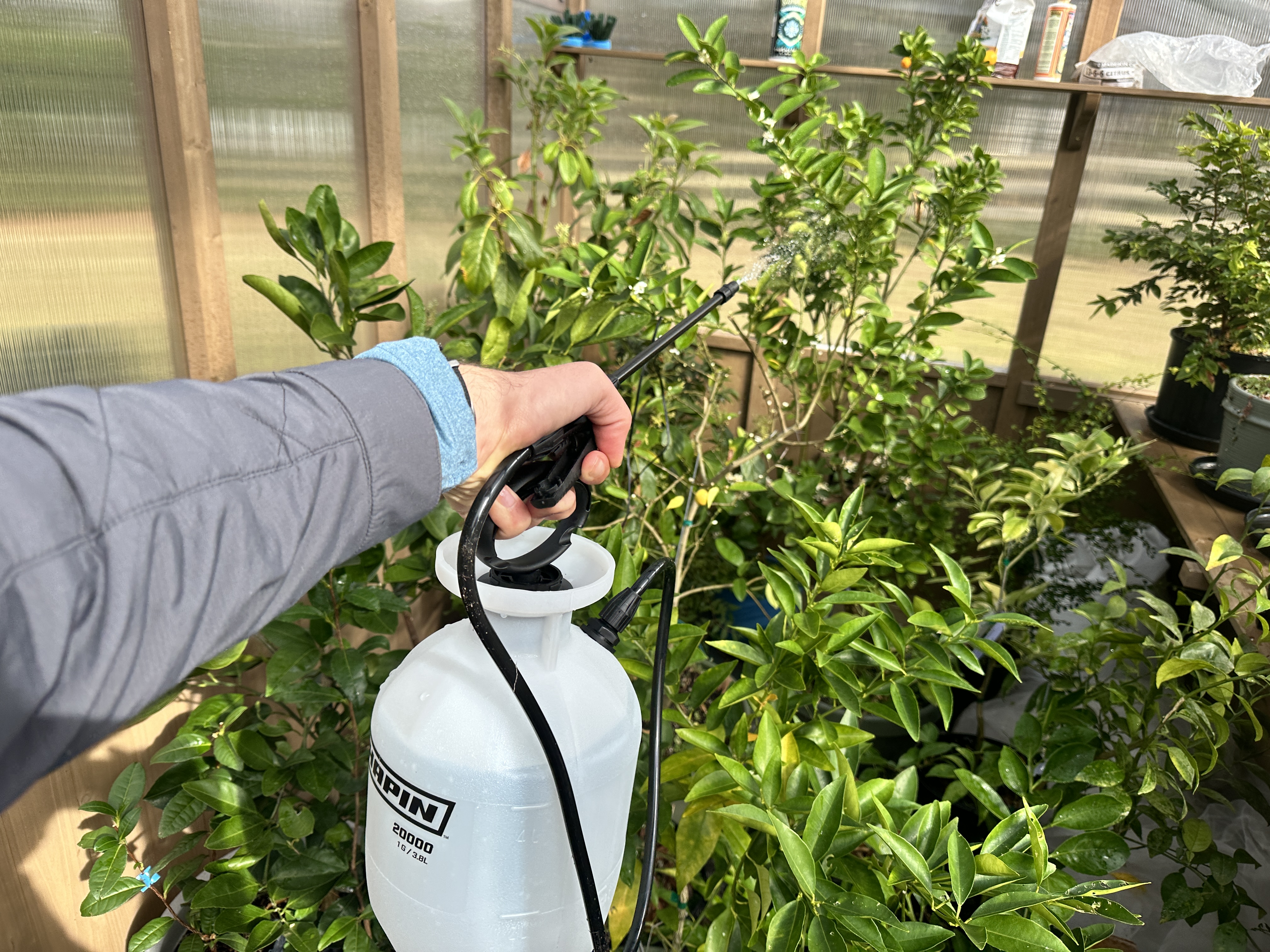 The author uses the Chapin 2000 to spray plants.