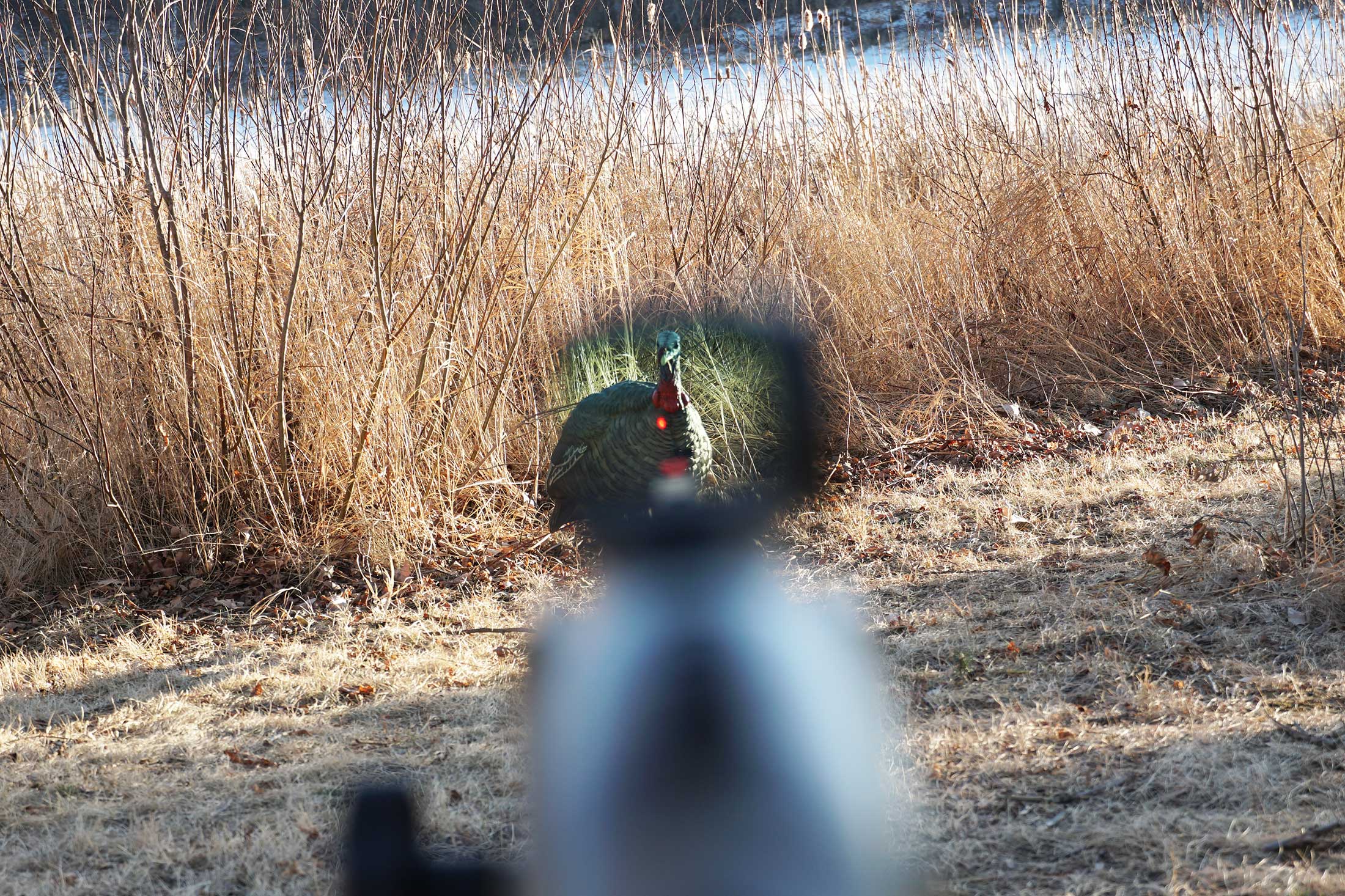 vortex viper red dot