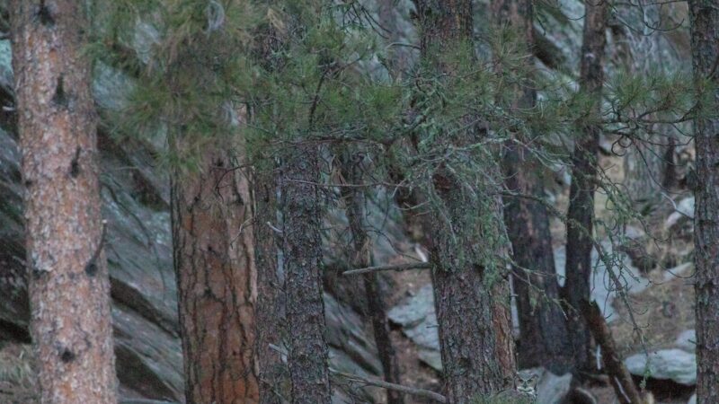 There’s a Great Horned Owl Staring at You. Can You Find It?