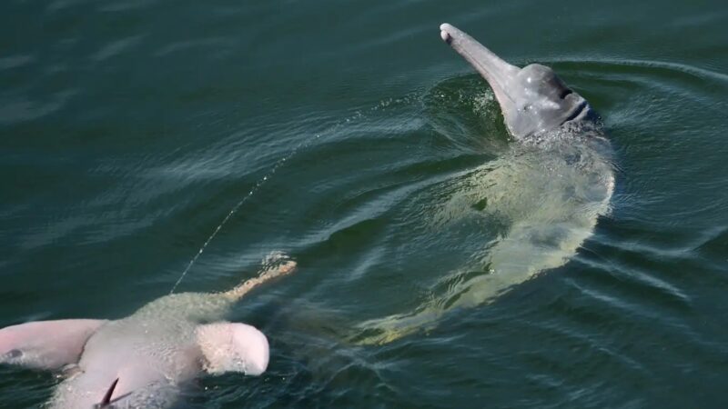 These Dolphins Practice ‘Aerial Urination,’ and Here’s Why