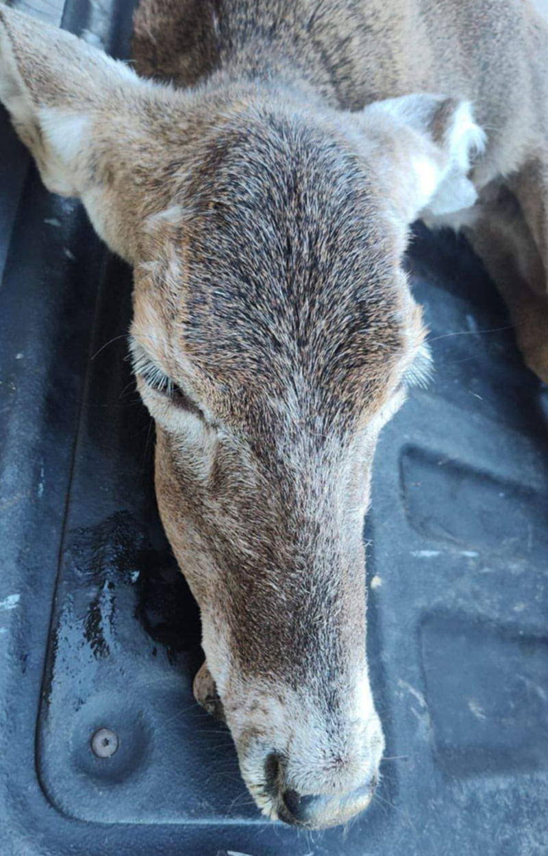 A close-up of a 20-year-old Georgia doe.