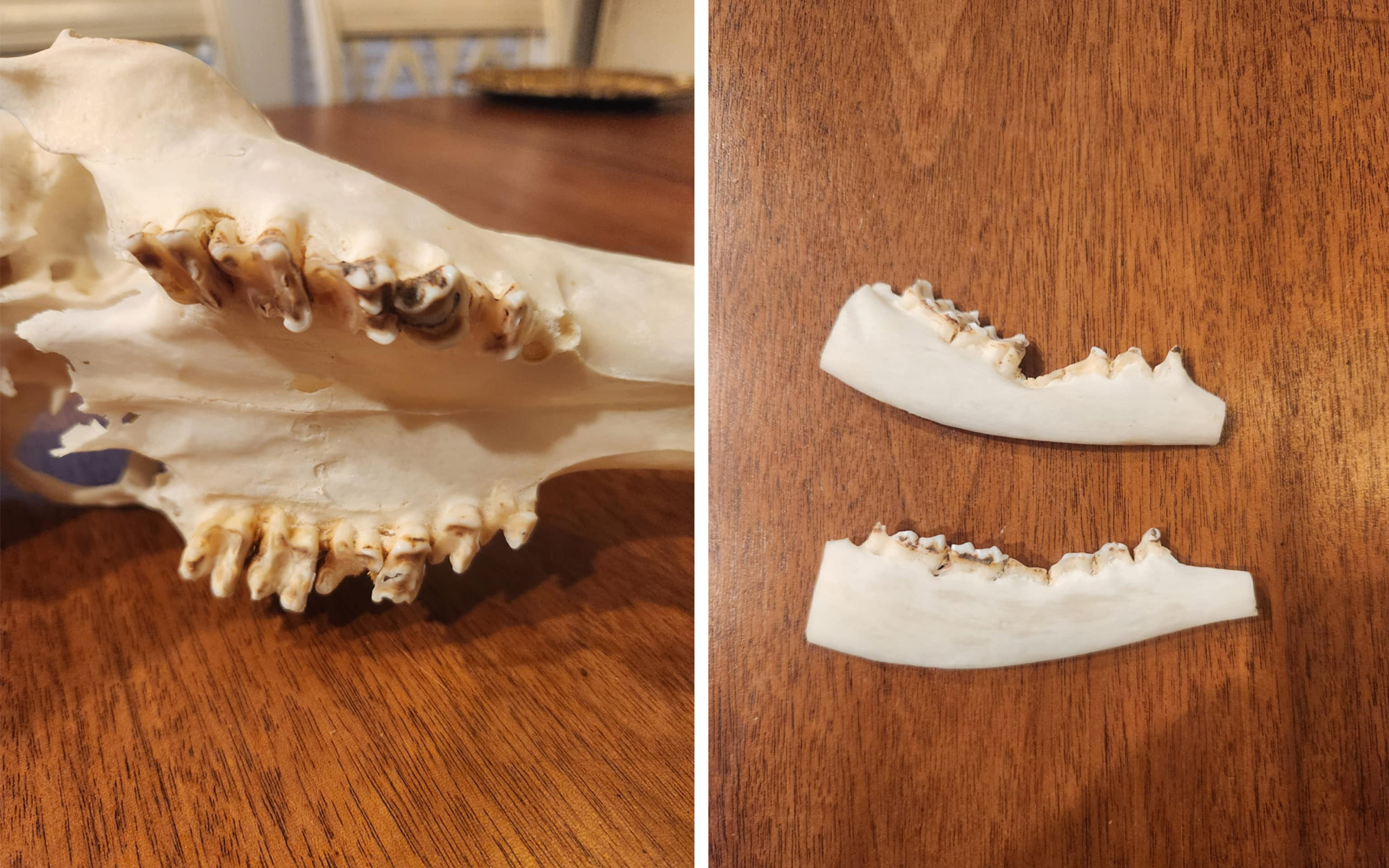 A close-up look at the lower and upper jaws of a deer.